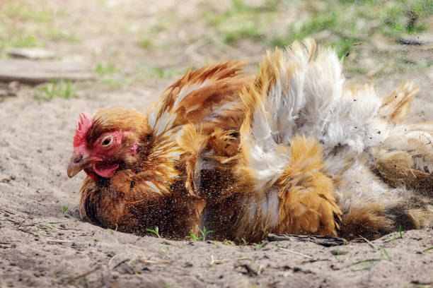 The brown village hen strongly digs the sand, stop motion photo stock photo
