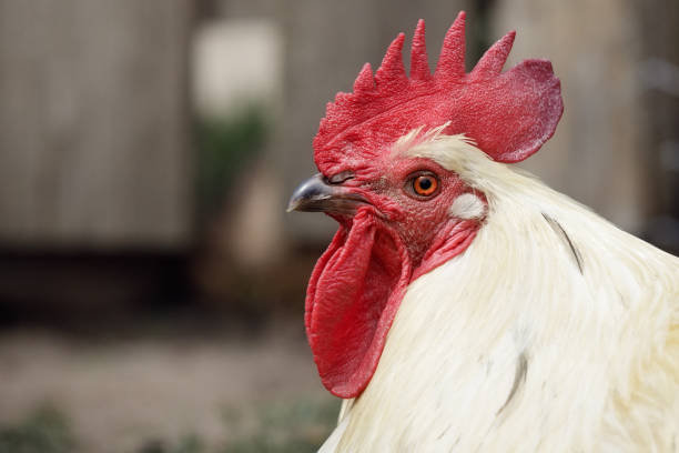 istock Rooster head with beautiful red cockscomb in a brown background 1385701296