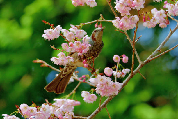 During the cherry blossom season, many brown-eared bulbuls as well as Japanese white-eye are observed flocking to cherry trees to consume nectar from flowers.