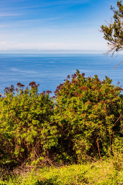 istock Trees with sea and clouds in the background 1385706388