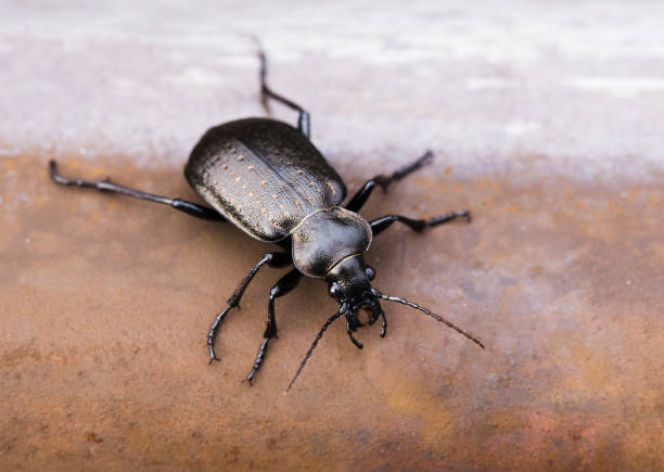 Close up of rare insect Calosoma Carabinae on iron red rusty background Close up of rare insect Calosoma Carabinae on iron red rusty background. carabina stock pictures, royalty-free photos & images