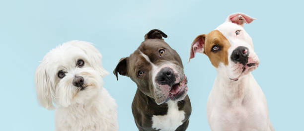 Banner three pets. Atttentive and thinking dogs tilting head side. Isolated on blue pastel background