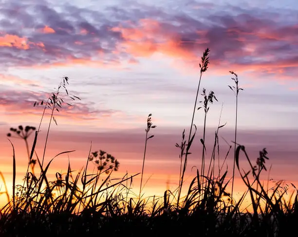 Photo of Silhouette of grass flower on sunrise background. Naturel outdoors background with selecive focus.