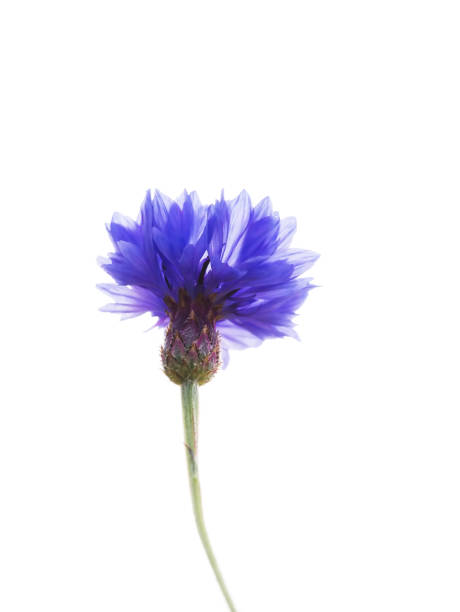 istock Blue flower of Cornflower isolated on white background with soft blurred focus. Summer or spring time or beauty concept. 1385706523
