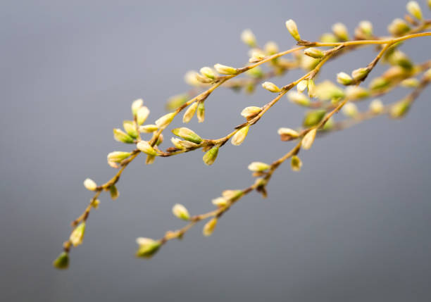 istock Abstract seasonal spring floral background. Blooming tree branches with yellow flowers on gray background. 1385706528