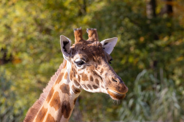 istock Kordofan giraffe or Giraffa camelopardalis antiquorum, also known as the Central African giraffe against a green natural background. Wildlife animal. 1385706875