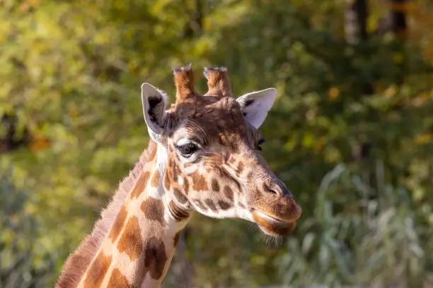 Photo of Kordofan giraffe or Giraffa camelopardalis antiquorum, also known as the Central African giraffe against a green natural background. Wildlife animal.