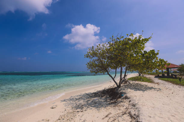 istock Empty White Sandy Beach with the Palm Trees and Blue Ocean Water on the Paradise Maafushi Island 1385707988