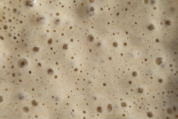 Active and bubbly sourdough starter stock photo