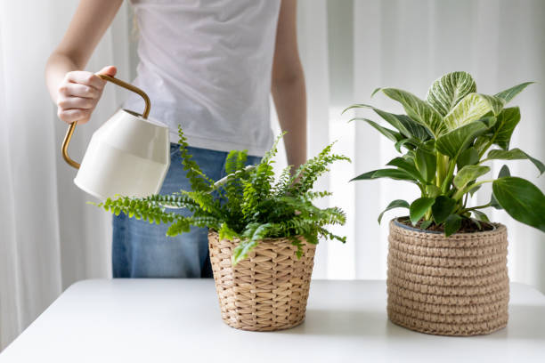 istock Girl watering home plants. Selective focus. 1385710772