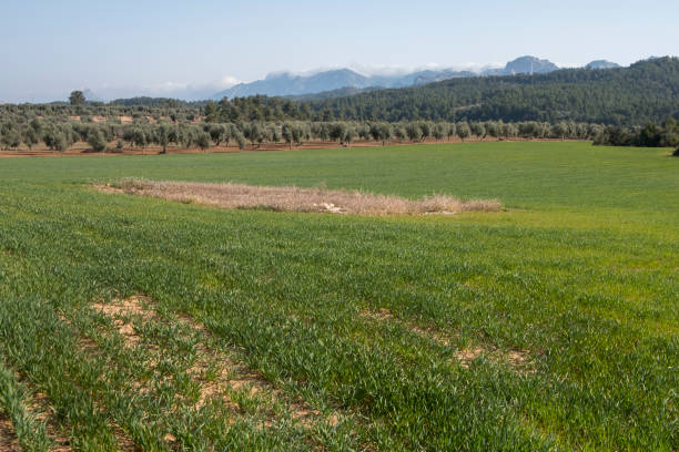 istock Matarranya, Teruel province. Spain 1385711885