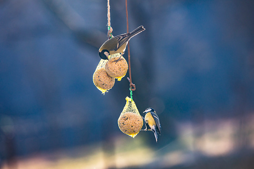 Great Tit Birds Feeding on Fat Balls Hanging Outdoors.