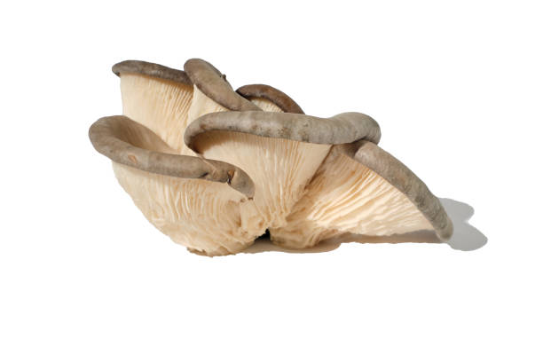 istock oyster mushroom on white background 1385713581