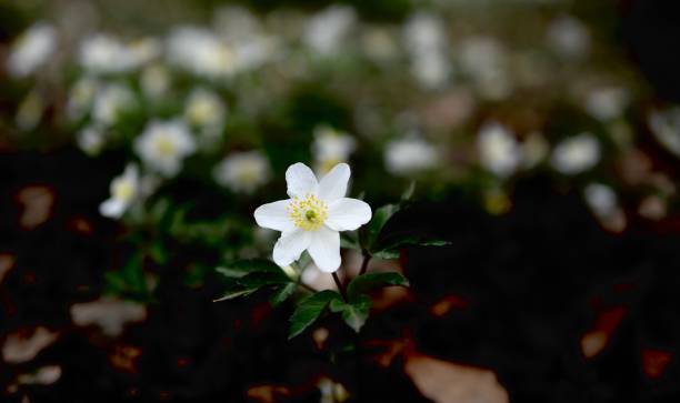 istock One Wood anemone flower in a forest 1385713802