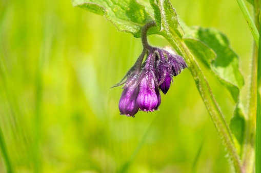 Comfrey flower in the grass. Slovakia