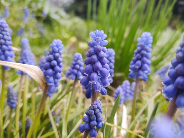 istock Blue Muscari flower in the garden during spring. 1385715412