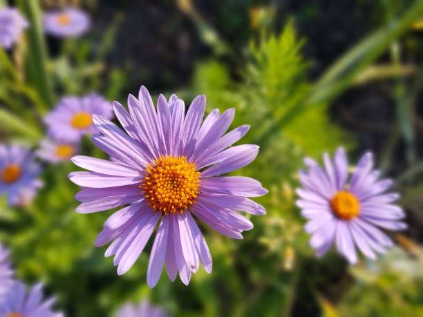 istock Camomile daisy flowers. 1385715729