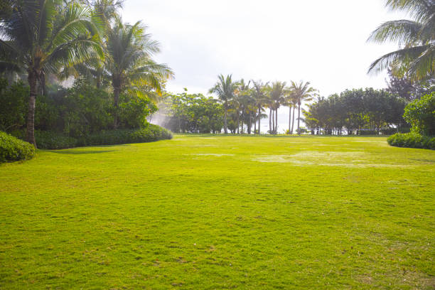 Green grassland in a park