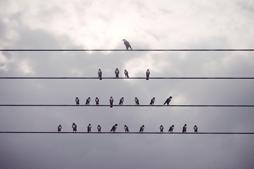 Birds standing on wire, different one standing on the top wire in cloudy sky, can be used leadership/individuality concepts. (3d render)