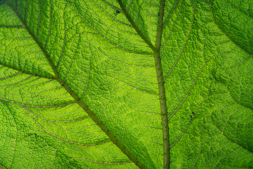 Close up of leaf. Isle of Scilly, UK