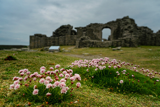 Flowers is bloomen on Tresco island in the Isles of Scilly. King Charles’s castle on background. England
