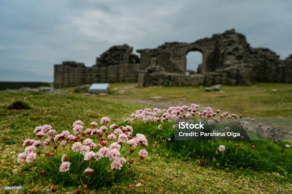 Flowers is bloomen on Tresco island in the Isles of Scilly. England Flowers is bloomen on Tresco island in the Isles of Scilly. King Charles’s castle on background. England Isles of Scilly Stock Photo