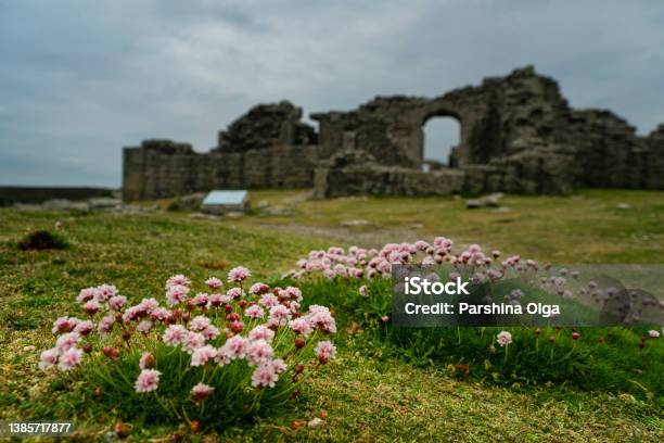 Flowers Is Bloomen On Tresco Island In The Isles Of Scilly England Stock Photo - Download Image Now