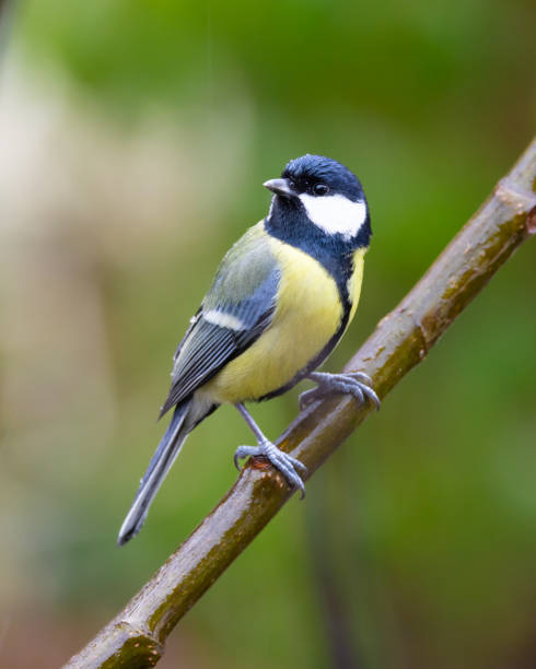 дикие птицы: большая синица (parus major), сидящая на ветке перед зеленым фоном - большая синица стоковые фото и изображения