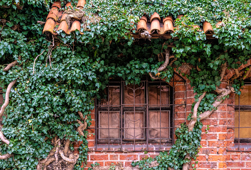 Picturesque old building in England. Traditional brick house overgrown with green ivy