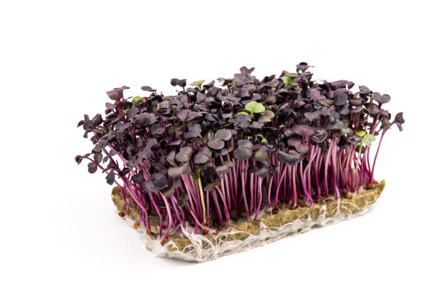 istock Fresh purple radish sprouts isolated on white. Microgreens. 1385719851