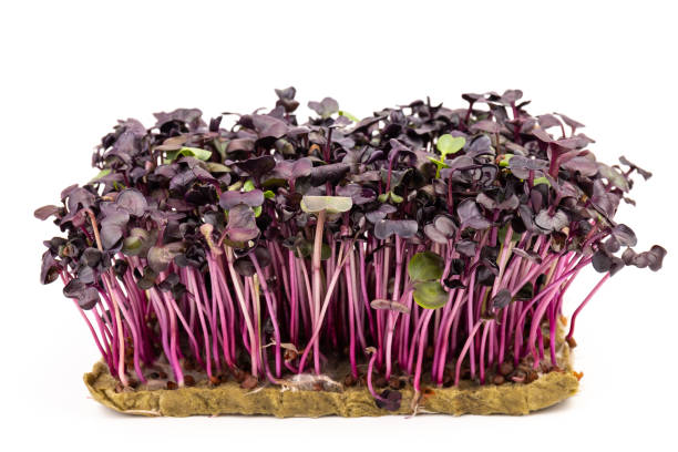 istock Fresh purple radish sprouts isolated on white. Microgreens. 1385720393