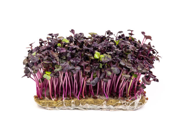 istock Fresh purple radish sprouts isolated on white. Microgreens. 1385720400