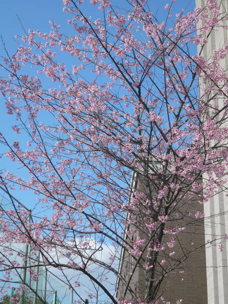 istock Cherry Blossoms and Blue Sky 1385720560