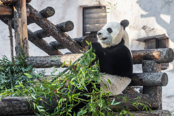 istock hungry Panda eating bamboo stems. cute Panda eating lunch 1385721102