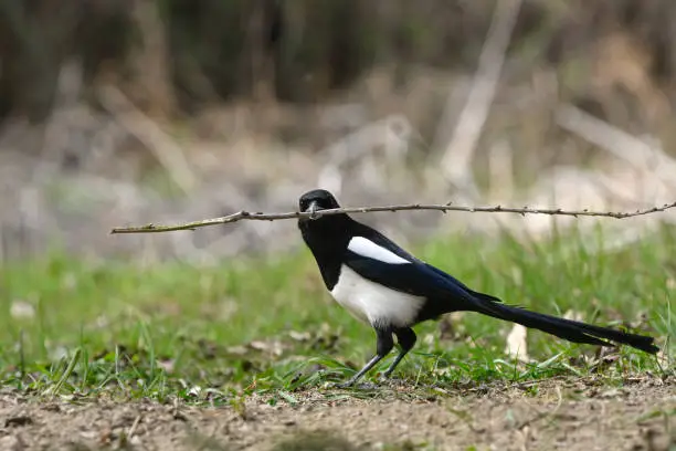 Magpie with branch for the nest