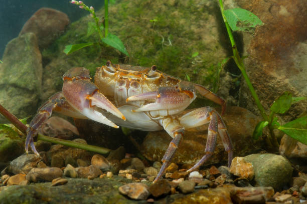 freshwater crab (Potamon fluviatile) freshwater crab (Potamon fluviatile) river crab stock pictures, royalty-free photos & images