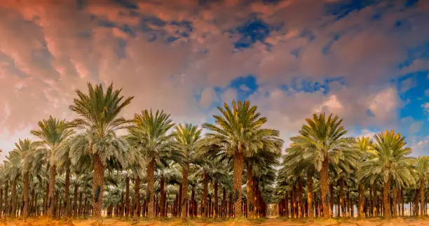 Panorama with industrial plantation of date palms. Desert and arid agriculture industry intended for GMO free and healthy food production in the Middle East