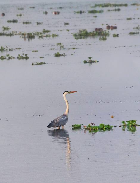 czapla szara - gray heron zdjęcia i obrazy z banku zdjęć