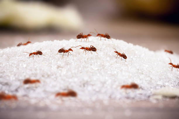 formigas vermelhas e pequenas em uma pilha de açúcar caiu no chão, formigas dentro de casa, invasão de insetos e necessidade de detecção - anthill macro ant food - fotografias e filmes do acervo