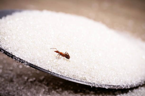 jedna mała czerwona mrówka na łyżce z cukrem, problemy ze szkodnikami w pomieszczeniach - anthill macro ant food zdjęcia i obrazy z banku zdjęć
