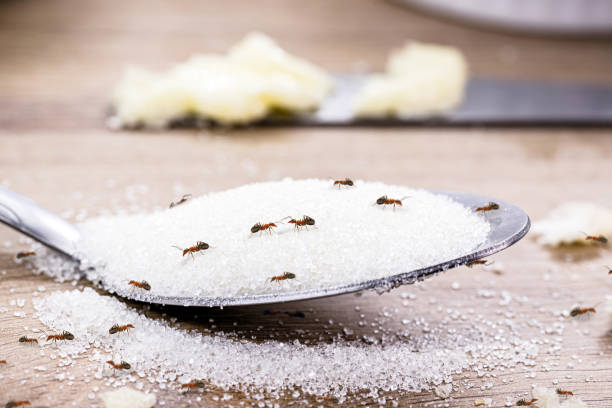 candy ant on sugar spoon inside the kitchen, house pest, urban pest - mier stockfoto's en -beelden