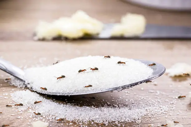 Photo of candy ant on sugar spoon inside the kitchen, house pest, urban pest