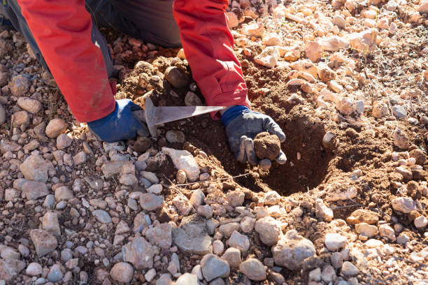 istock Farmer hands picking a black truffle up from soil. 1385726654
