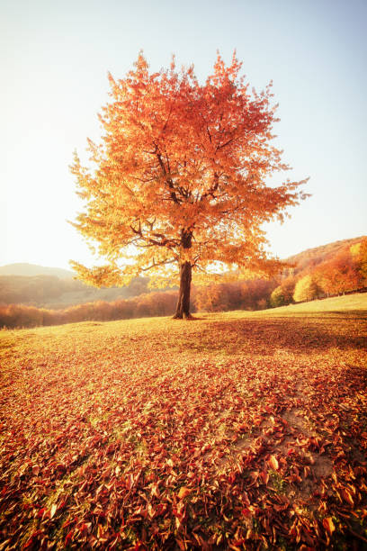 istock Awesome image of the autumn beech tree. 1385726759