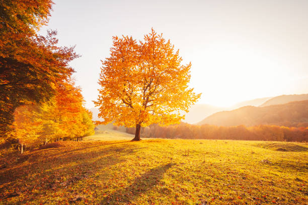istock Awesome image of the autumn beech tree. 1385727277