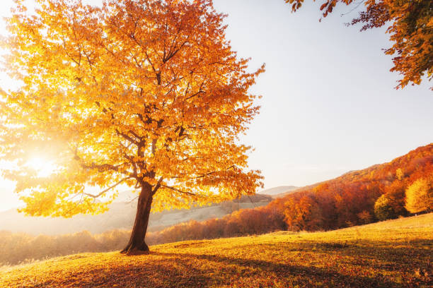 istock Awesome image of the autumn beech tree. 1385727332