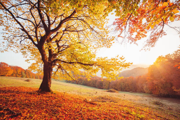 image impressionnante du hêtre d’automne. - autumn sun oak tree photos et images de collection