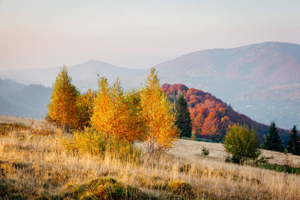 istock Majestic birches in sunny beams at magical valley. 1385727753