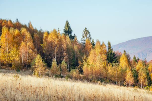 istock Majestic birches in sunny beams at magical valley. 1385727986
