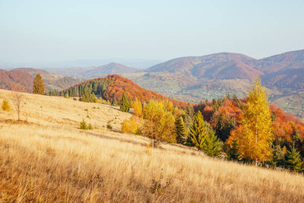 istock Stunning image of the bright trees in sunny beams. 1385728551